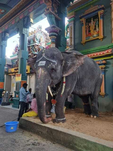 10 Days Private Car and Driver Tour of Tamilnadu and Kerala - Alleppey’s backwaters are the trip’s quiet change of pace