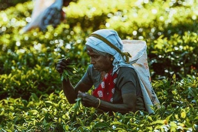 10-Days Private tour package. English speaking driver and Private luxury vehicle - Day 6: Botanical gardens and Nuwara Eliya tea country