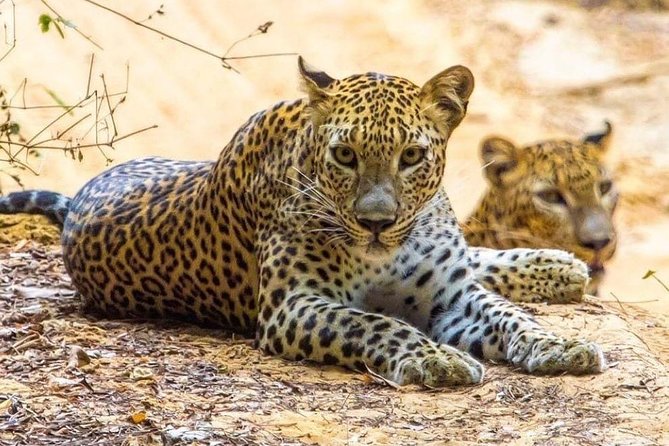 10-Days Private tour package. English speaking driver and Private luxury vehicle - Day 7: Ravana Falls and Yala National Park