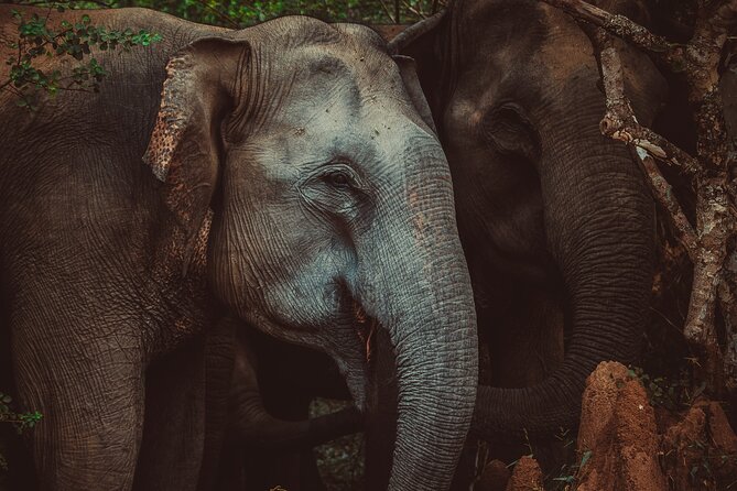 15-Day Tour in Sri Lanka with Private Driver - Nuwara Eliya and Ella bring cooler air and big views