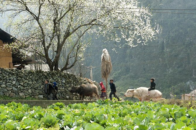 2 Days 1 night Sapa Tour from Hanoi by Limousine/Sleeper bus - Who should book this tour?