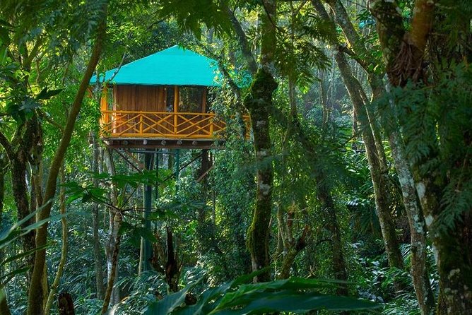 2 Nights Munnar Treehouse Escape with Private Car- Iris Holidays - Tea gardens and the first taste of Munnar