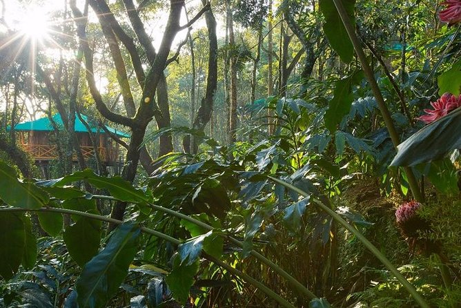 2 Nights Munnar Treehouse Escape with Private Car- Iris Holidays - Dinner in the treehouse and the value of private service