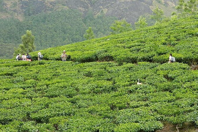 5 Days Kerala Tour with Private Car Houseboat Munnar and Thekkady - Who this Kerala trip suits best