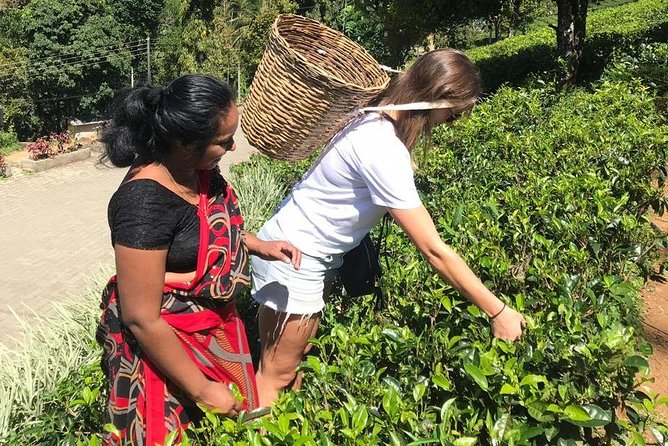 5 Days Tour in Sri Lanka (Hotels with Breakfast & Luxury Car) - Day 3: Ella views, a temple, and Yala safari