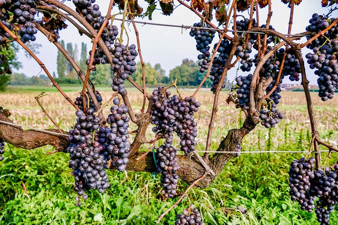 6-hour Private Luxury SUV Wine Tour in Napa Or Sonoma Valley - Building your Napa or Sonoma route
