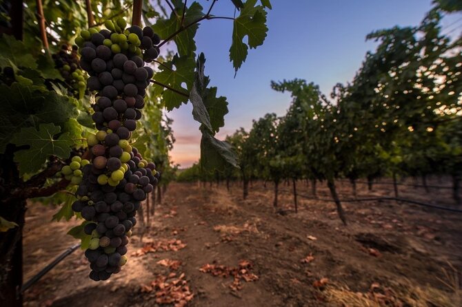 6-hour Private Luxury SUV Wine Tour in Napa Or Sonoma Valley - The people who make the day work