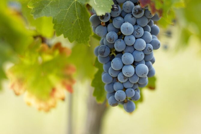 A day in Saint-Emilion in a small group (Electric Luxury Van) - Key points to know before booking