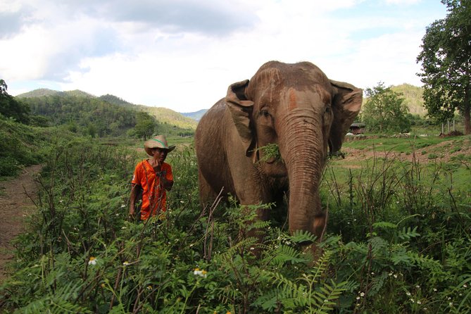 A stunning 11 Day Tuk Tuk Adventure in Northern Thailand - with driver - What this 11-day tuk tuk trip is really like
