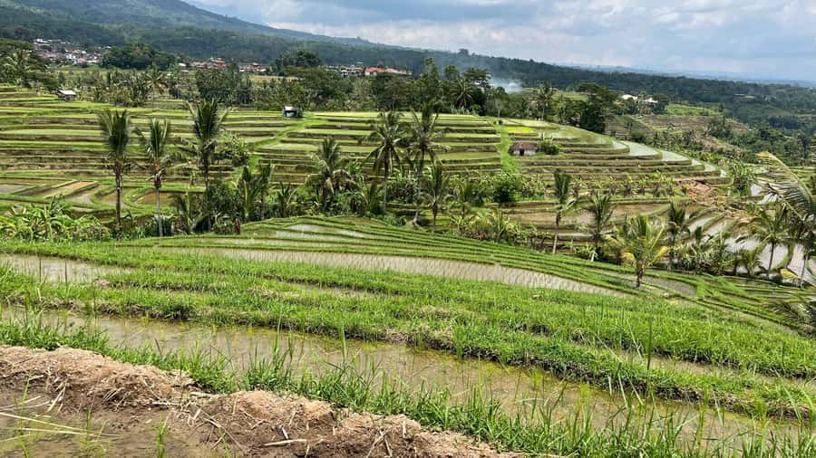Bali: Customise your Bali Tour with Driver-Guide - What your driver-guide adds to the day
