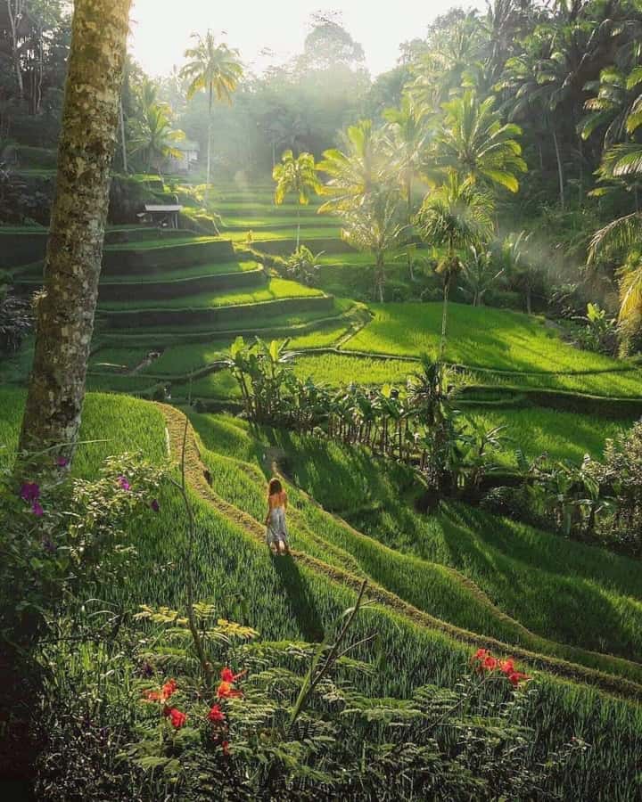 Bali : Design Your Customize Trip with Private Driver - Ubud’s culture, temples, and rice terraces
