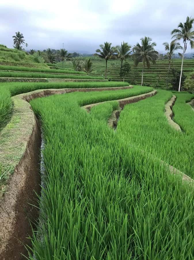 Bali : Design Your Customize Trip with Private Driver - What the $33 price really covers