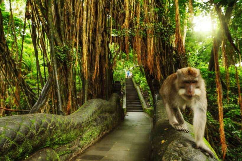 Bali: Private Car Charter with English's speaking driver - A private Bali day instead of a fixed group tour