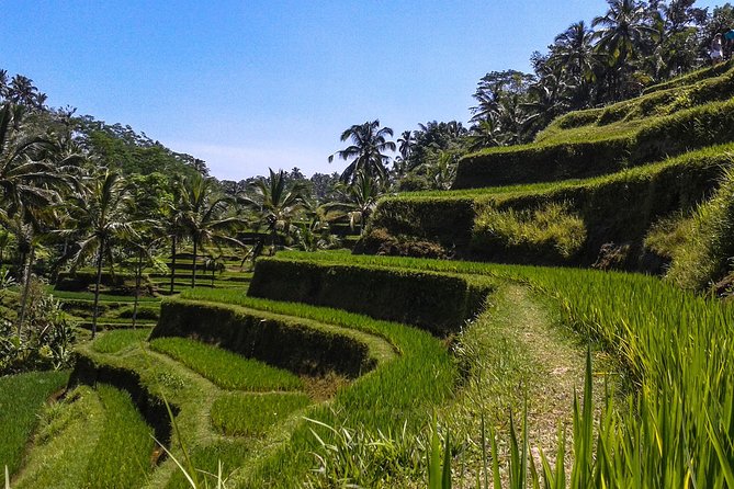 Bali Private Car Charter with English Speaking Driver - What the 6, 8, and 10-hour choices really mean