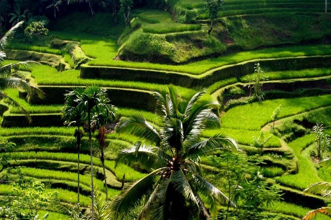 Bali Private Car Charter with English Speaking Driver - Mount Batur and Bali’s northern sights