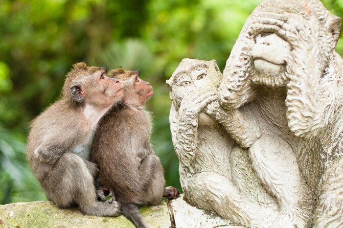 Bali Private Car Charter With English Speaking Driver To Ubud Area - Key points to know before booking