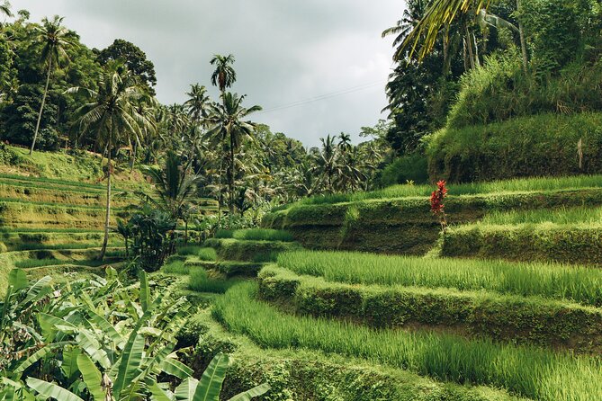 Bali Private Car Full Day Customized Tour With Drone Service - Price, inclusions, and the real value