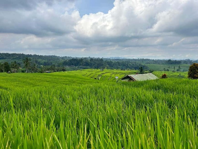 Bali: Private Customizable Tour with Driver - Vehicle Choices for Couples, Families, and Groups