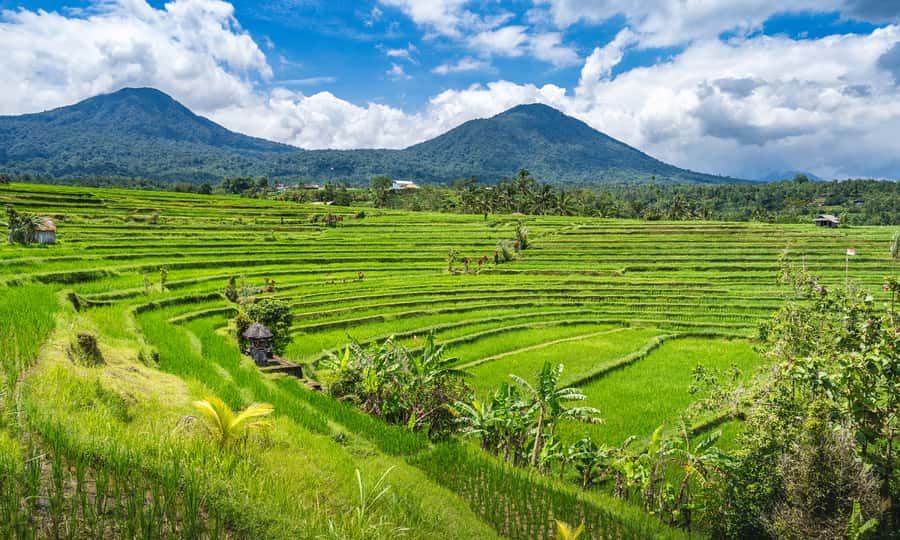 Bali: Temple Lake, Jungle Waterfall, Rice Field & Tanah Lot - Coffee Tasting Between the Rice Fields and Coast