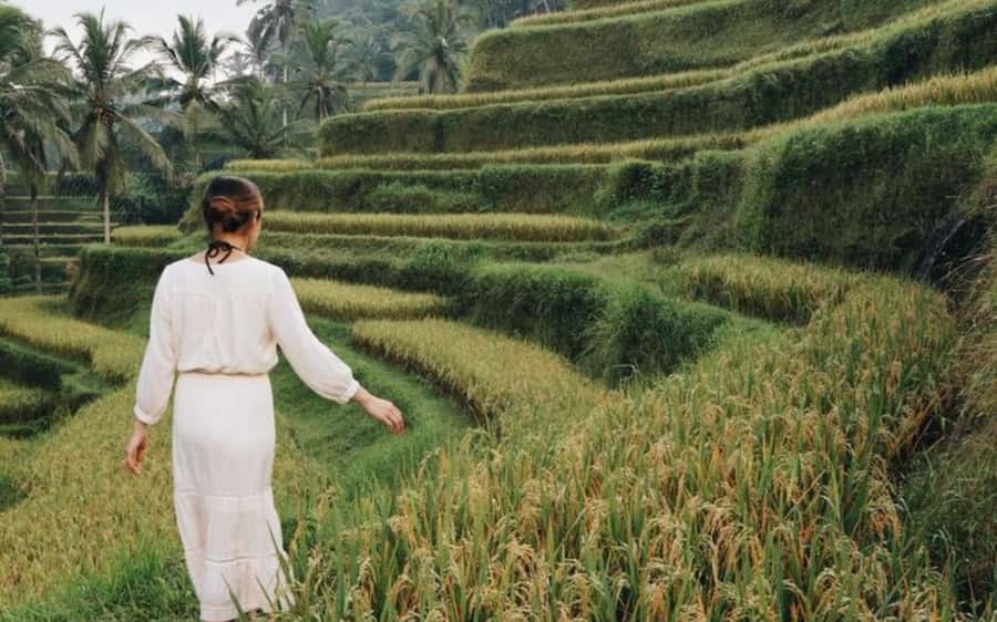 Bali: Temple Lake, Jungle Waterfall, Rice Field & Tanah Lot - The Private Guide Makes the Difference
