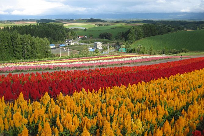 [Biei/Furano] One-day sightseeing by private car! - Key points at a glance