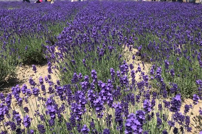 [Biei/Furano] One-day sightseeing by private car! - Farm Tomita and Furano’s seasonal flowers