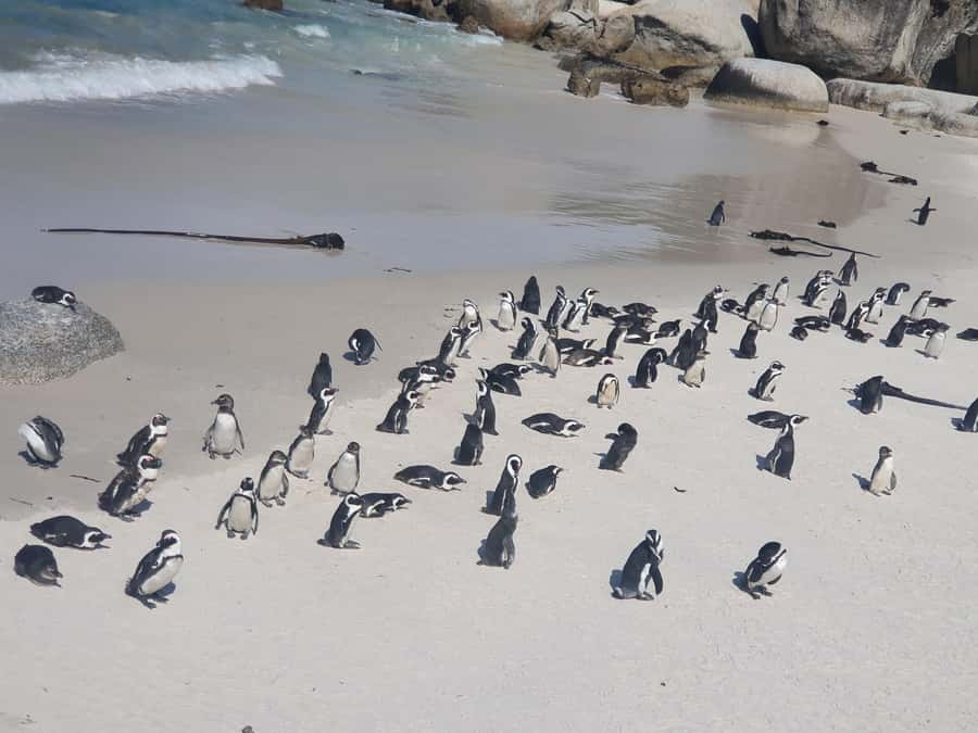 Cape Peninsula Full Day Tour In Private Car - Camps Bay offers a quick Atlantic panorama