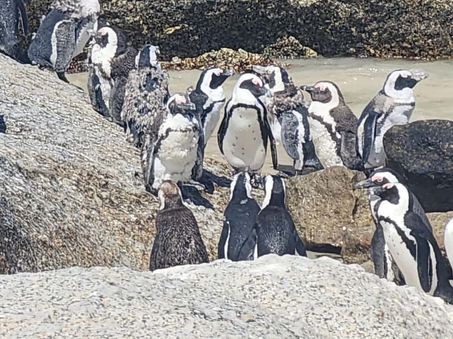 Cape Peninsula Full Day Tour In Private Car - Boulders Beach saves one of the best stops for last