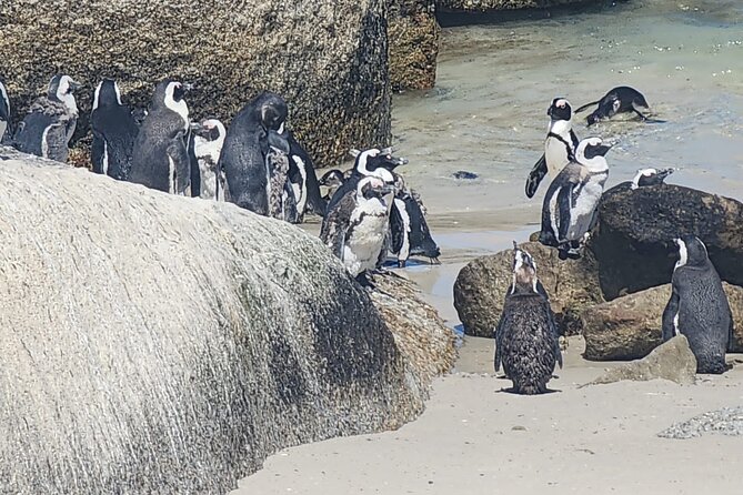 Cape Peninsula &Penguin Sightseeing in Private Car Full Day Tour - Chapman’s Peak Drive is the scenic centerpiece