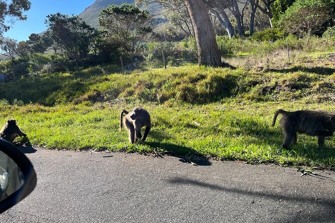 Cape Peninsula &Penguin Sightseeing in Private Car Full Day Tour - Noordhoek Farm Village gives you a short break