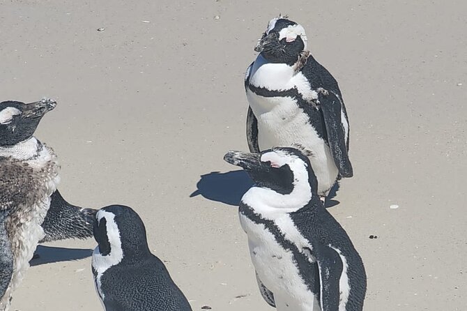 Cape Peninsula &Penguin Sightseeing in Private Car Full Day Tour - Cape Point Nature Reserve rewards the long drive