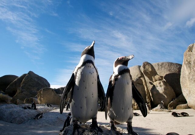 Cape Point, Boulder's Beach in Private Car Entrance Fees Included - Bo-Kaap: a colorful start in central Cape Town