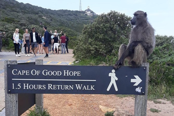 Cape Point, Boulder's Beach in Private Car Entrance Fees Included - Guides, driving, and the value of a private vehicle