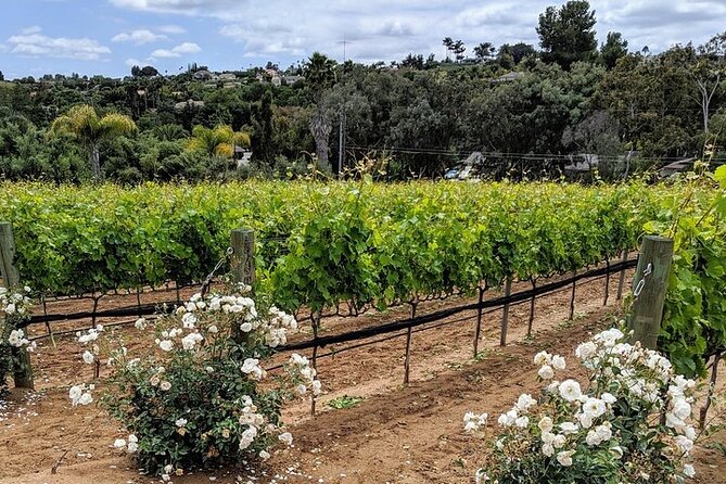 Chauffeured Adventure to Local San Diego Vineyards - Two wineries or three, depending on the day