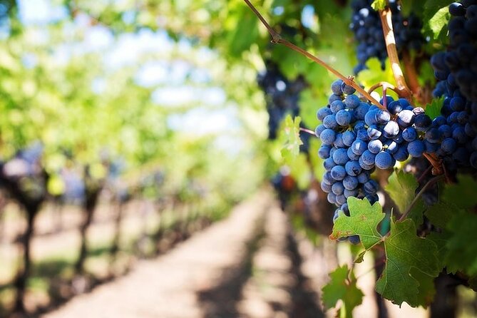 Chauffeured Adventure to Local San Diego Vineyards - The guide can make or break the six hours