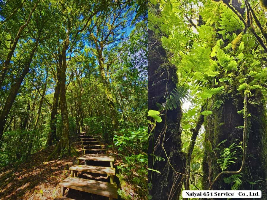 Chiang Mai: Doi Inthanon One-Day Tour with a Private Driver - Why a private Doi Inthanon day works well
