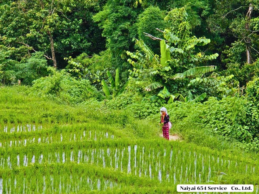 Chiang Mai: Doi Inthanon One-Day Tour with a Private Driver - Reaching Doi Inthanon National Park