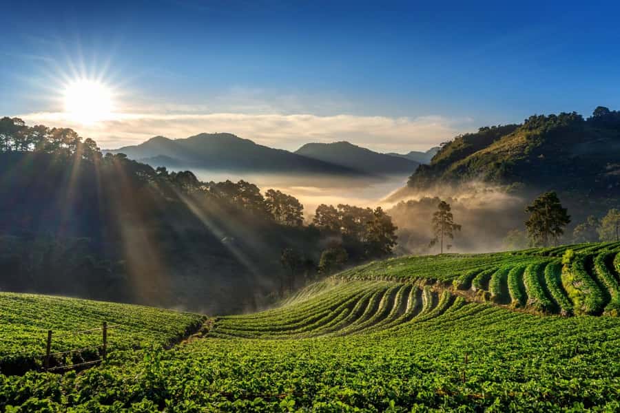 Chiang Mai: Full-Day Private Car Charter to Doi Ang Khang - Tea fields, strawberry farms, and village life