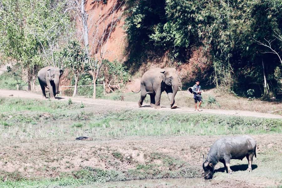 Chiangmai: Highlights Full-Day Tour with Private Driver - Wat Chiang Man and the city’s earliest chapter