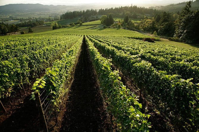 Chianti Vineyards Tours in Private Luxury Van from Florence - Why a private day makes sense in Chianti