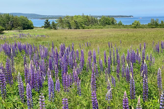 “Classic Acadia” Private Tour: Cadillac Mountain & Thunder Hole - The Park Loop Road ties the sights together