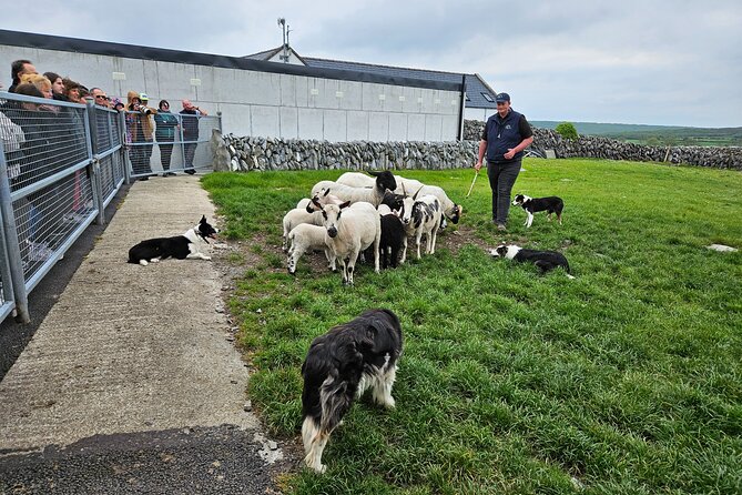 Cliffs of Moher from Dublin Full Day - Private Driver - Caherconnell and the sheepdog demonstration