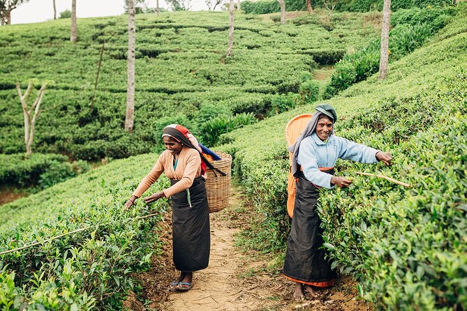 Customized 11-Day Flexible Sri Lanka Tour with Private Car - Days 6 and 7: Gardens, waterfalls, tea, and Horton Plains