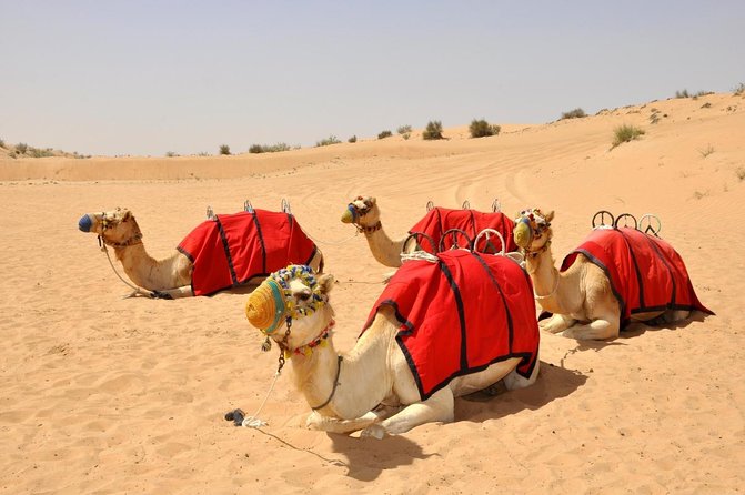 Dubai: Morning Desert Safari with Private car - Key points to know before booking