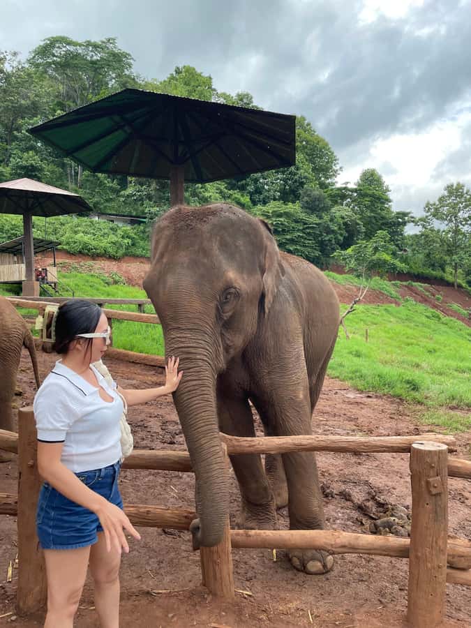 Elefin Farm & Cafe Half-day tour with Private Car - Key points at a glance