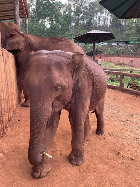 Elefin Farm & Cafe Half-day tour with Private Car - What the $109 private price really buys
