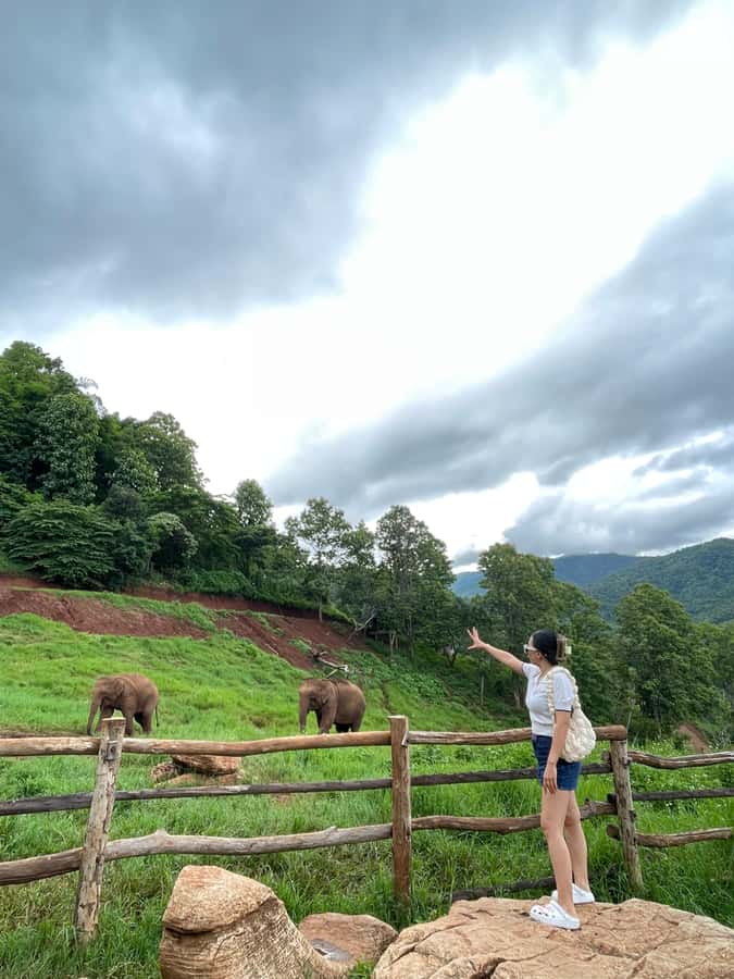 Elefin Farm & Cafe Half-day tour with Private Car - Driver service is a major part of the experience