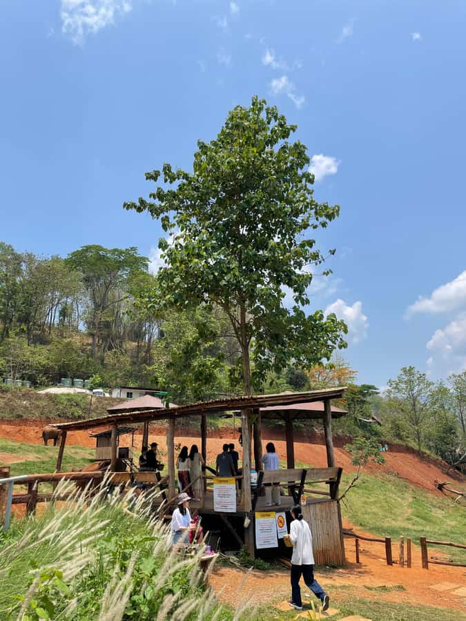 Elefin Farm & Cafe Half-day tour with Private Car - Timing, cancellations, and practical limits