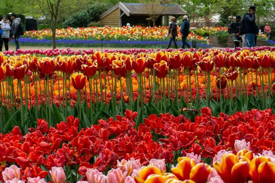 From Amsterdam: VIP Keukenhof Tulip Tour with Private Driver - The windmill photo stop