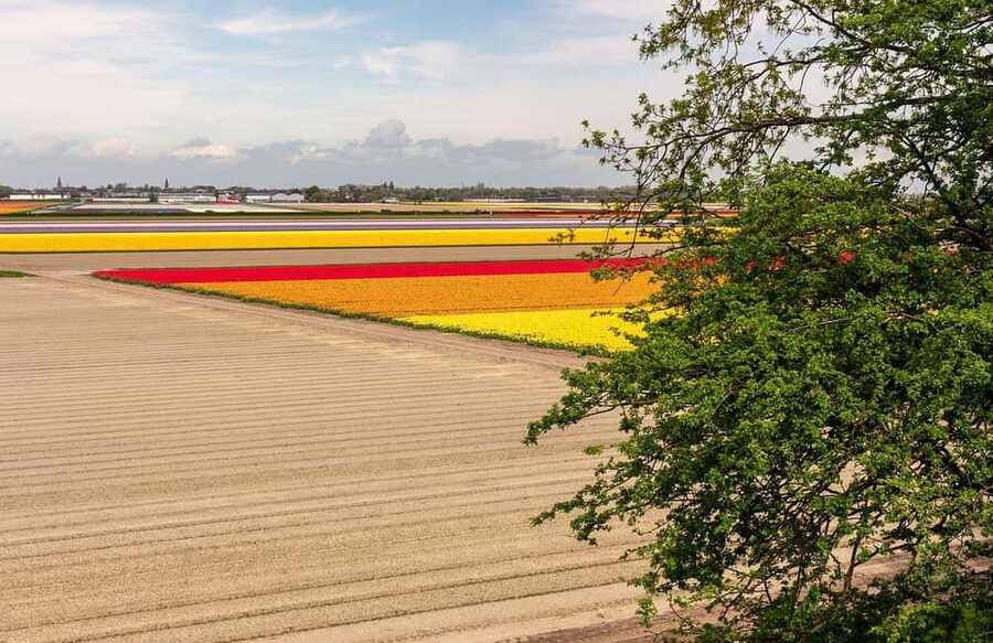 From Amsterdam: VIP Keukenhof Tulip Tour with Private Driver - Indoor tulip picking and the garden’s other details